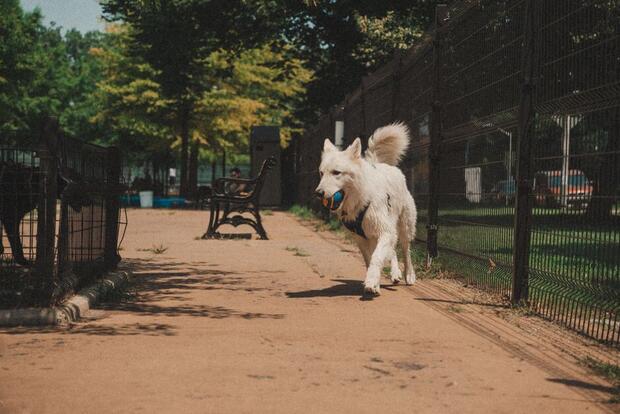 Dog carrying a ball along a shaded path inside a fenced dog park