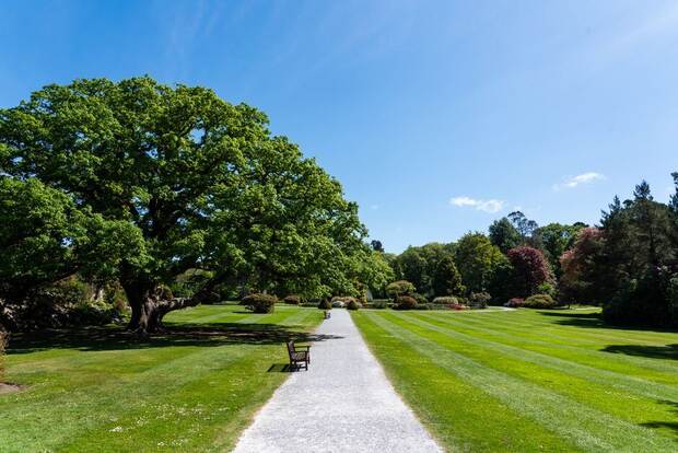 Broad park lawn with a walking path and spreading oak trees