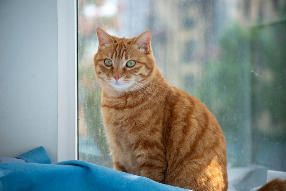 Cat sitting indoors on a windowsill