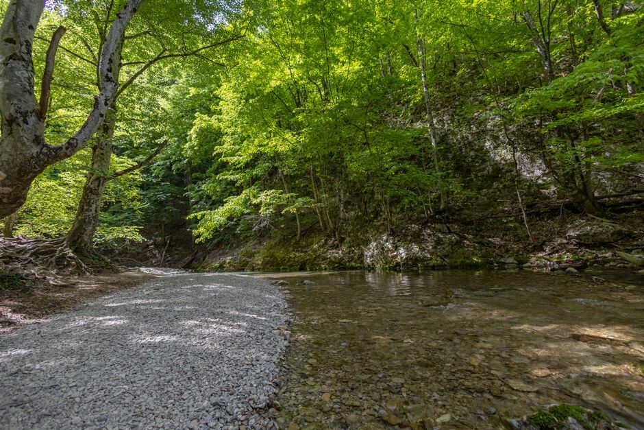 Shallow creek running past a gravel bank under green trees