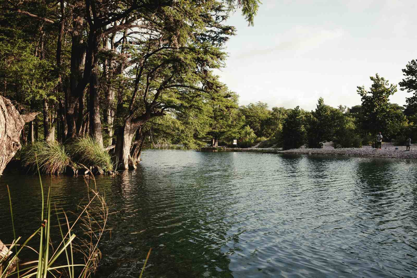 Calm green river lined with cypress trees in San Antonio