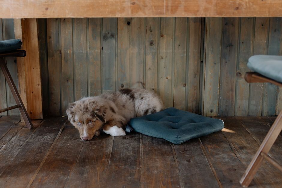 Dog lying beside a cushion on a wood floor