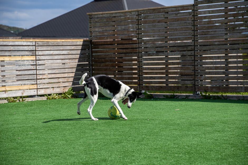 Dog playing with a ball on turf in a fenced yard
