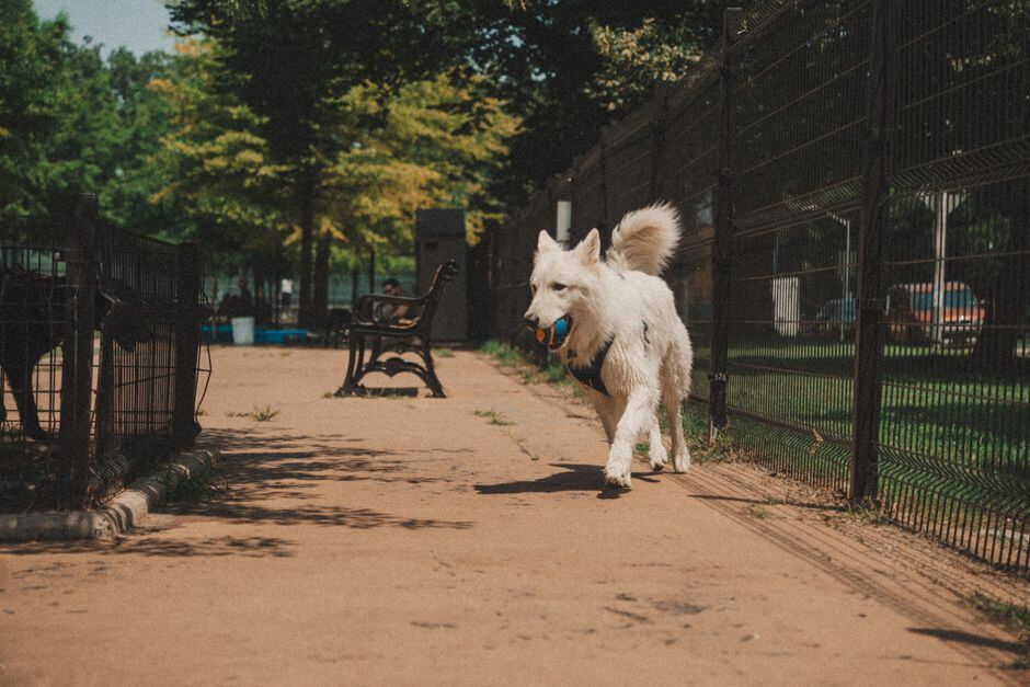 Dog carrying a ball along a shaded path inside a fenced dog park