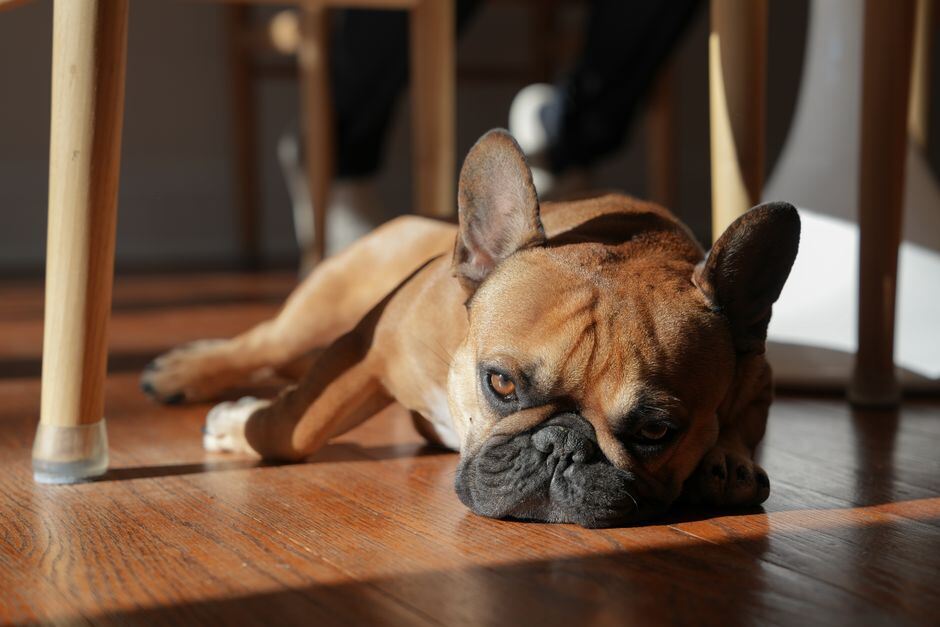 Dog resting on a wood floor beneath a dining table
