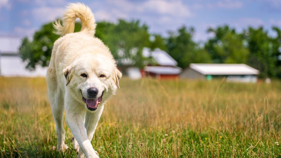 Dog walking across an open grass field