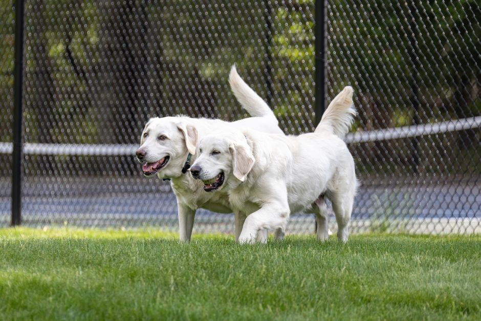 Two dogs running on grass inside a fenced run