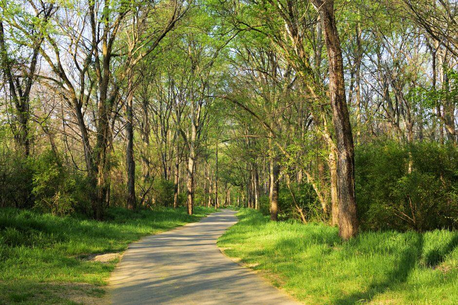 Paved trail winding through bright spring woodland