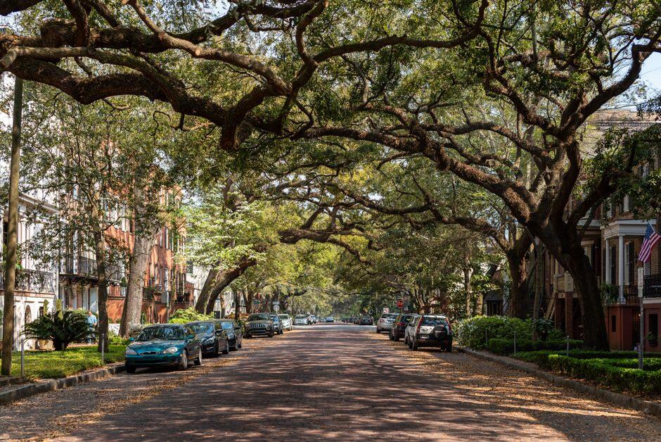 Live-oak canopy arching over a historic residential street