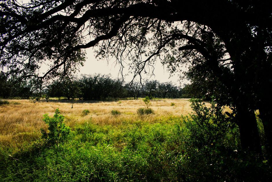Live oak spreading over an open Texas brush field