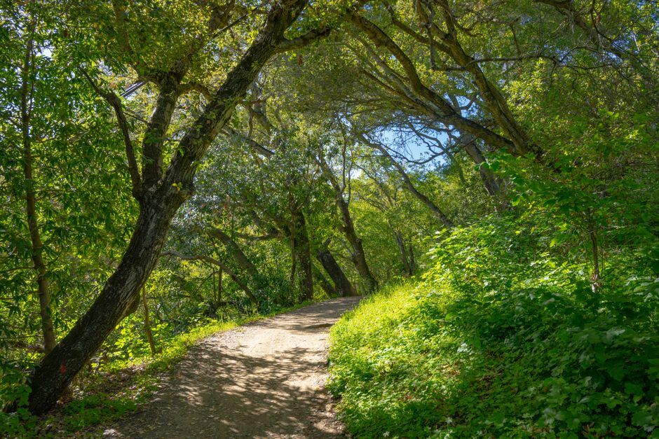 Dirt path shaded by a broad oak canopy