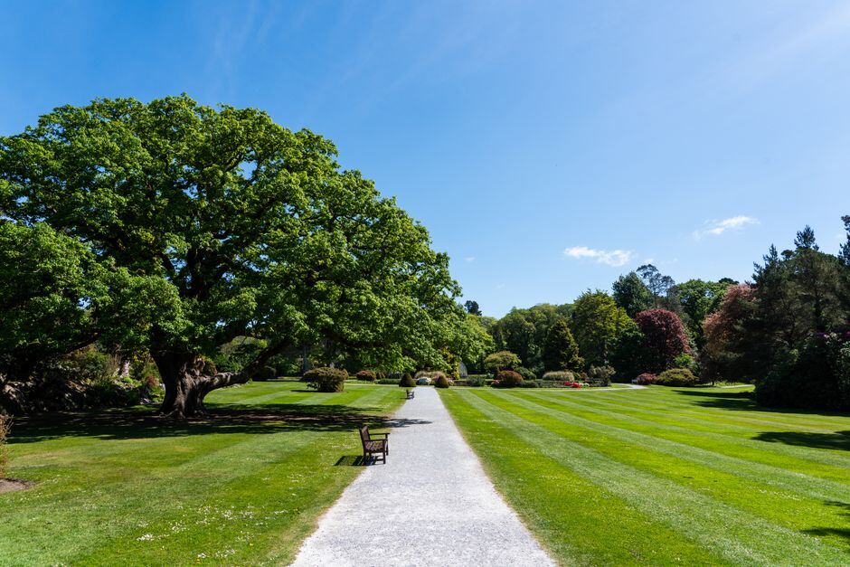 Broad park lawn with a walking path and spreading oak trees