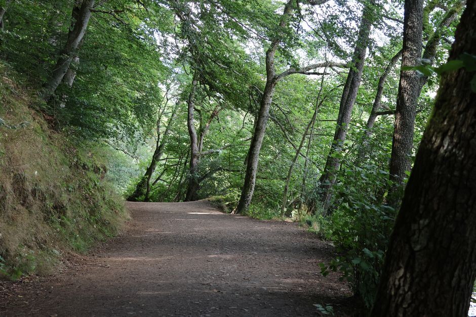 Shaded dirt trail following a wooded creek bank