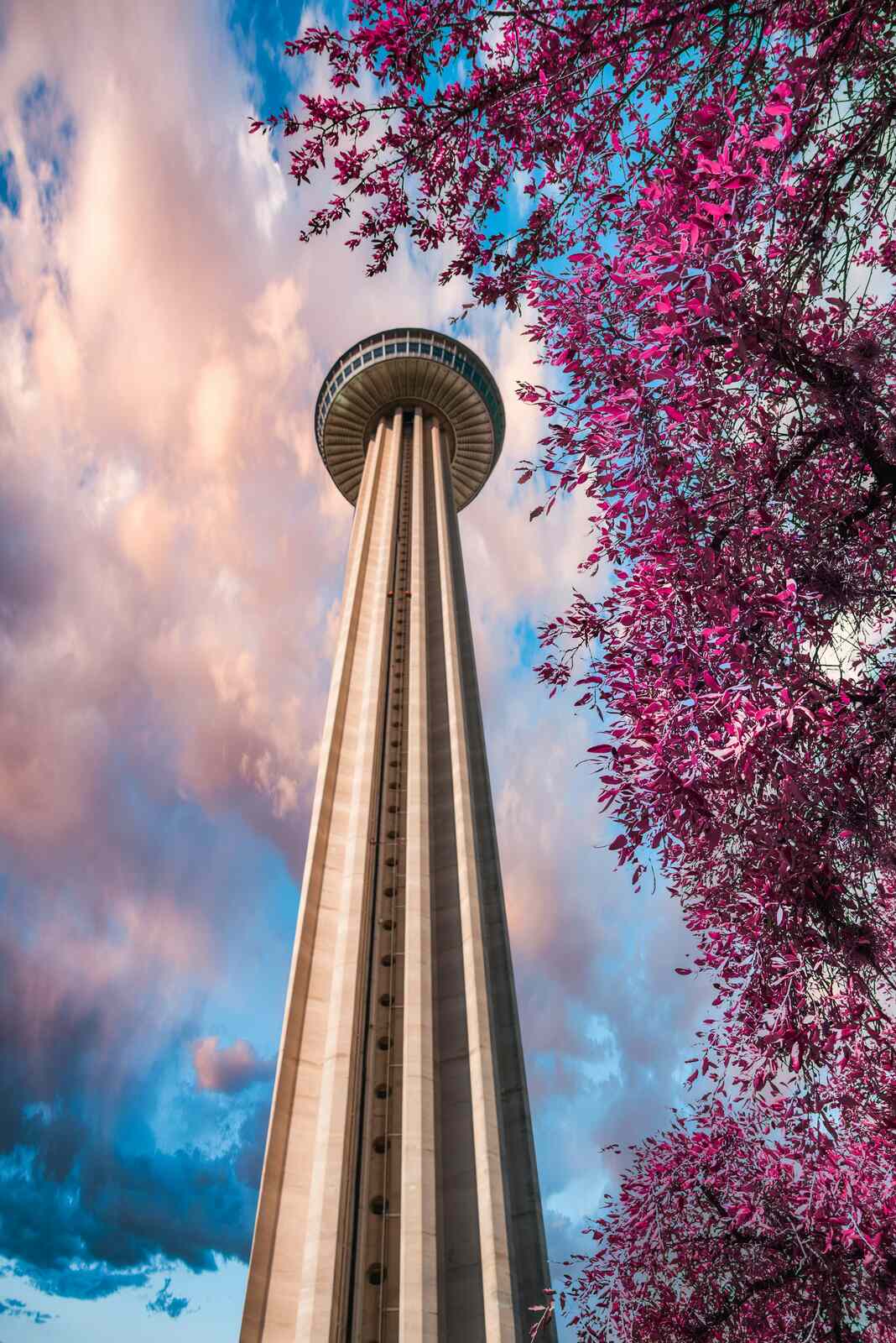 Tower of the Americas framed by pink blossoms