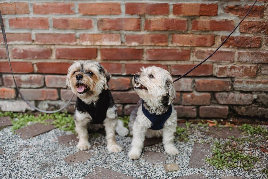 Two leashed dogs sitting side by side against a brick wall