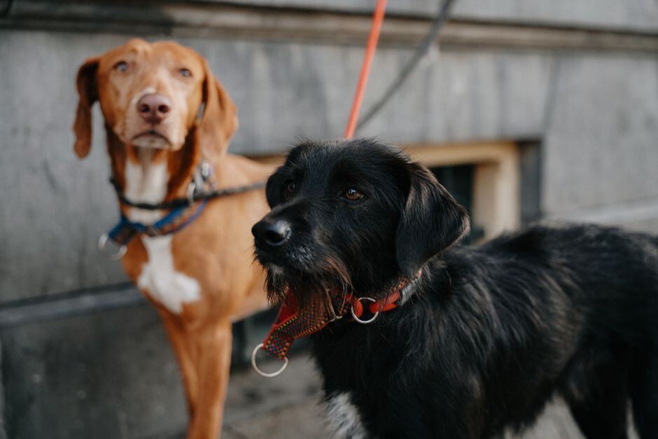 Two leashed dogs standing together on a city sidewalk
